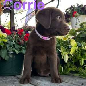 Corrie, Chocolate Labrador Retriever Puppy
